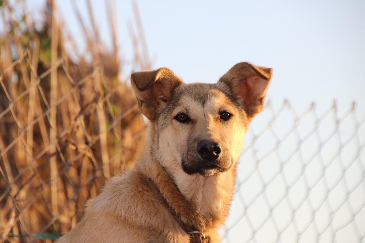Saarloos-Wolfshund: Erziehung, Charakter und Zucht 1 Chien-loup de Saarloos