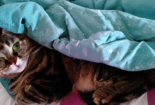 Eine vermisste Katze zurückbringen: So finden Sie sie effektiv 2 Revenir un chat parti : comment le retrouver efficacement