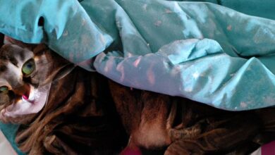 Eine vermisste Katze zurückbringen: So finden Sie sie effektiv 2 Revenir un chat parti : comment le retrouver efficacement