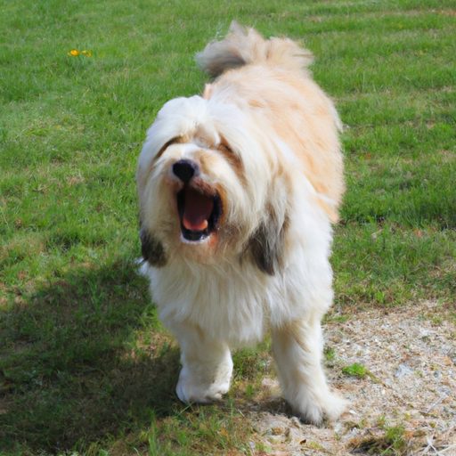 Einen bellenden Hund zum Schweigen bringen: praktische und effektive Tipps 1 Faire taire un chien qui aboie : astuces pratiques et efficaces