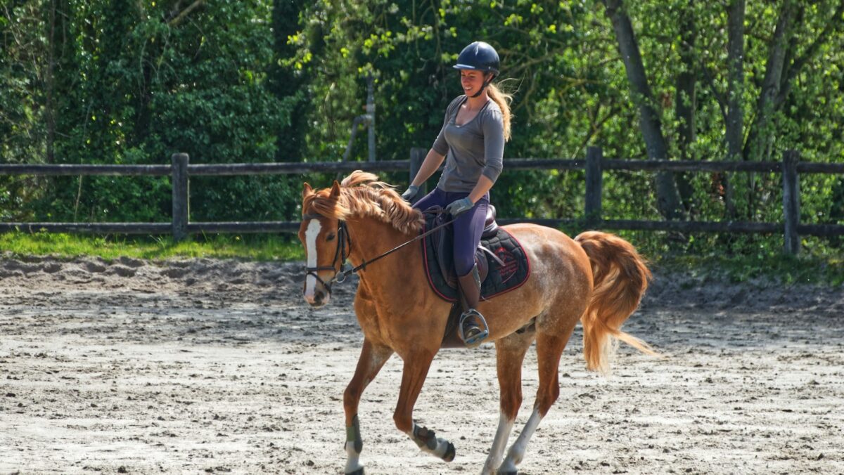 Pferdeauktionen: Wie funktioniert das? 1 vente de cheval
