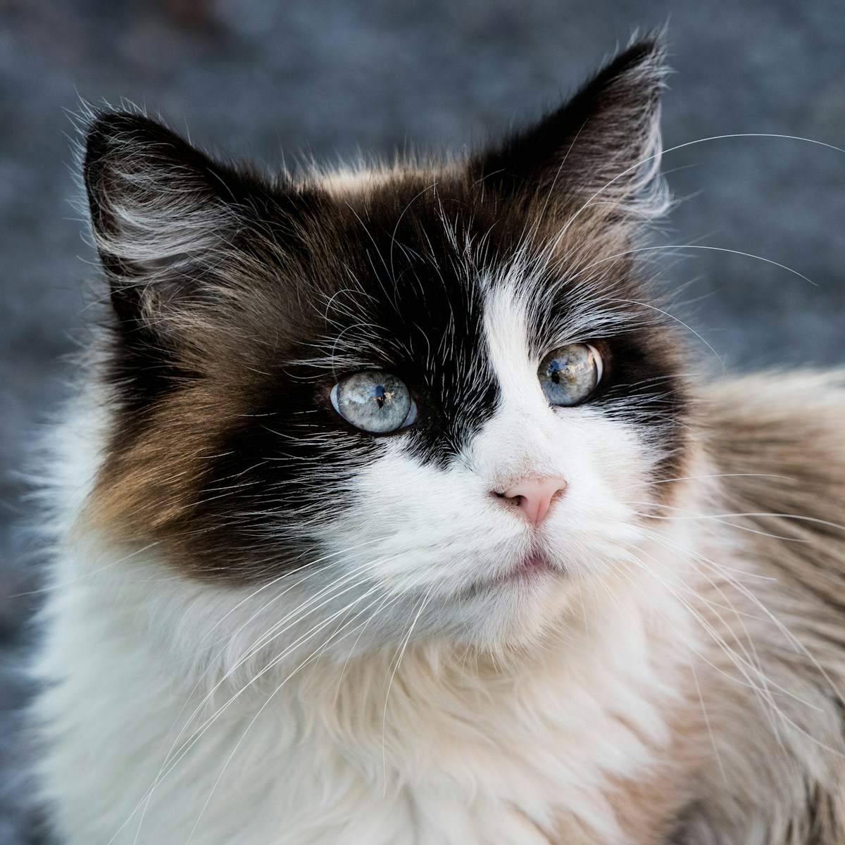 Produkte, Kundenrezensionen und Dienstleistungen für Ihre Tiere 1 chat