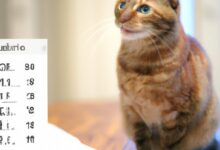 So berechnen Sie das Alter einer Katze: Umrechnung in Menschenjahre 1 Comment calculer l’âge d’un chat : conversion en années humaines