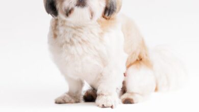 Constipation chez le chien : quand consulter et quoi faire ?