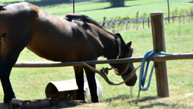 Pourquoi ferrer un cheval ? Découvrez l'importance du ferrage