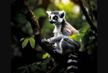 Animal, siestes, sommeil.