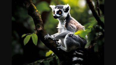 Animal, siestes, sommeil.