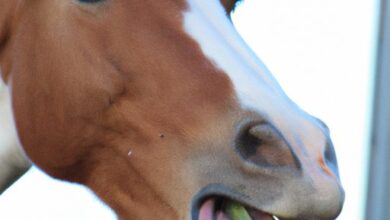 Que mange un cheval ? Alimentation et conseils pratiques