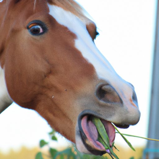 Was frisst ein Pferd? Ernährung und praktische Ratschläge 1 Que mange un cheval ? Alimentation et conseils pratiques