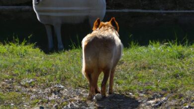 Quelle race de chien pour garder les moutons ? Découvrez ici
