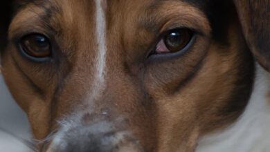 Combien de temps durent les règles d’un chien ? Explications claires