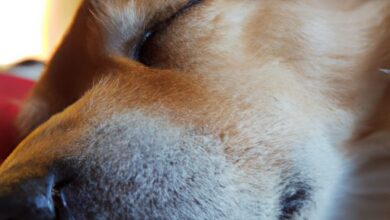 Wie lange soll er schlafen? 4 Temps de sommeil du chien : combien de temps doit-il dormir ?