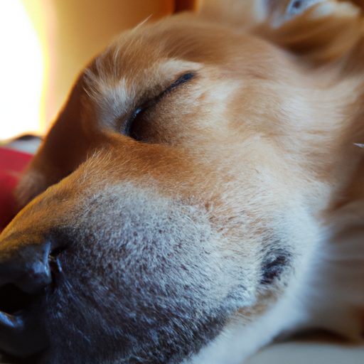 Wie lange soll er schlafen? 1 Temps de sommeil du chien : combien de temps doit-il dormir ?