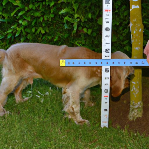 Wie misst man einen Hund? Einfache und präzise Methoden 1 Comment mesurer un chien ? Méthodes simples et précises