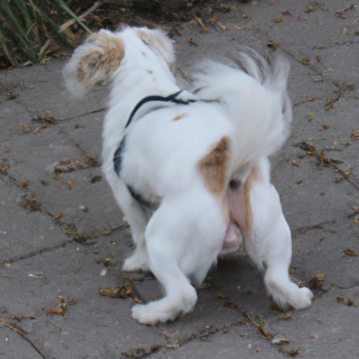 Wie oft pinkelt ein Hund pro Tag? Antworten hier 1 Combien de fois un chien fait pipi par jour ? Réponses ici