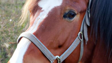 Combien coûte un cheval ? Estimations et conseils pratiques