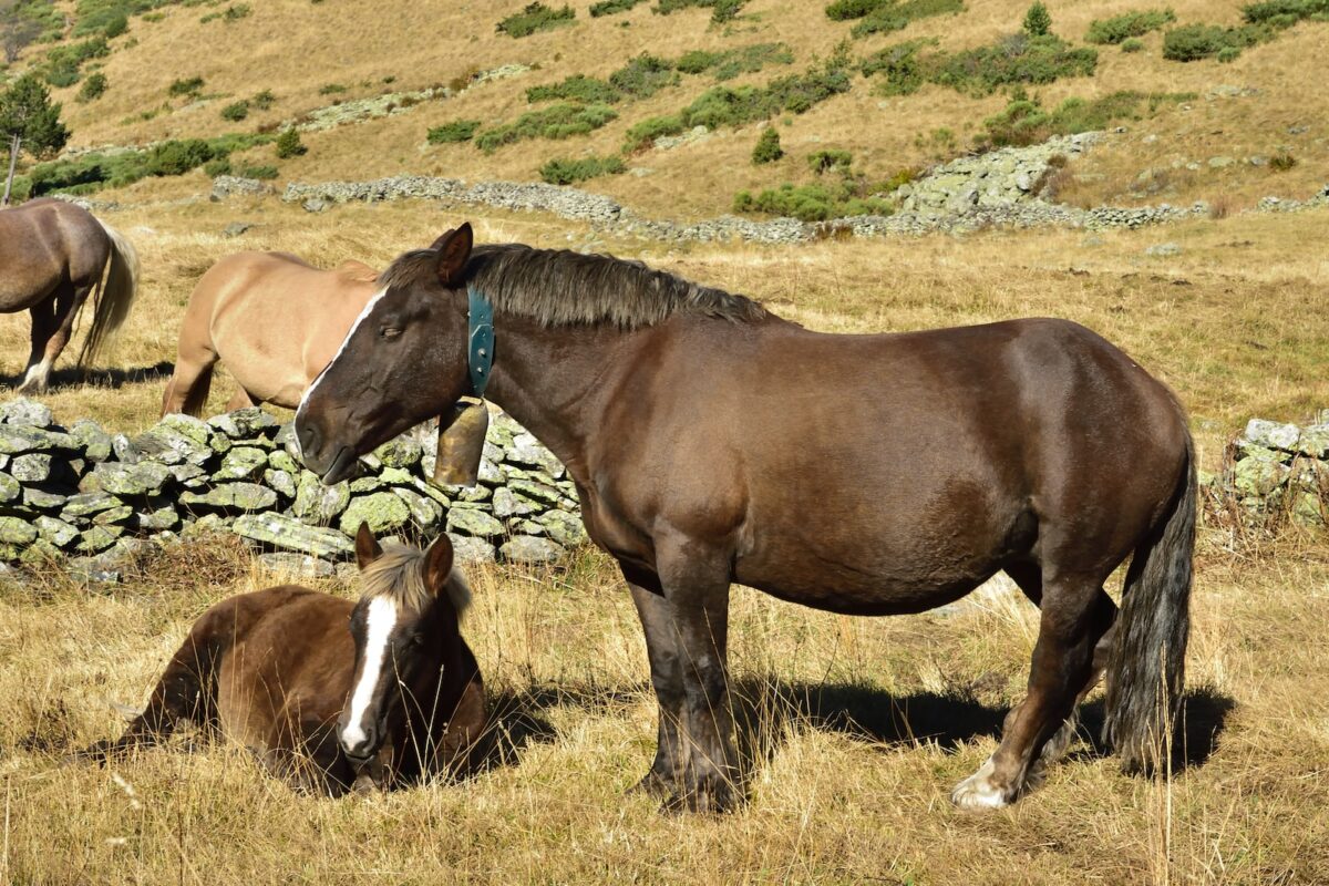 Wie viel wiegt ein Pferd? Durchschnittsgewicht je nach Rasse und Alter 1 poids cheval