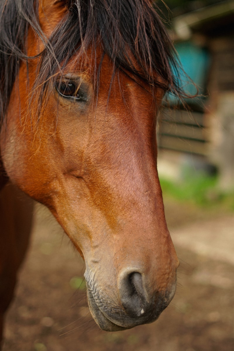 Wie viele Liter Wasser trinkt ein Pferd pro Tag? 🐴 1 litre eau cheval