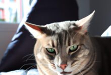 die Ursachen verstehen und darauf reagieren 3 Chat fièvre : comprendre les causes et comment réagir