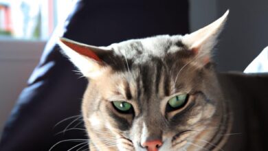 die Ursachen verstehen und darauf reagieren 2 Chat fièvre : comprendre les causes et comment réagir