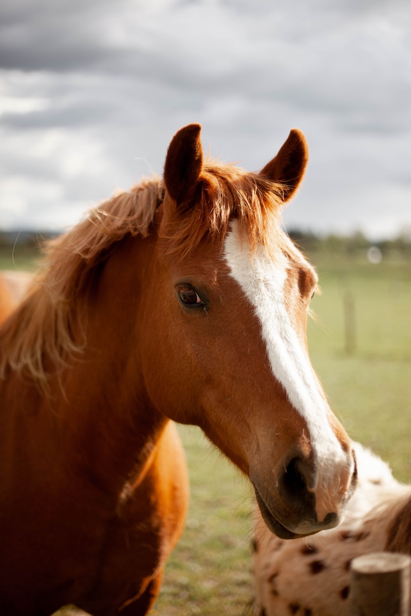 die wesentlichen zu ergreifenden Maßnahmen ✅ 1 cheval qui saigne du nez
