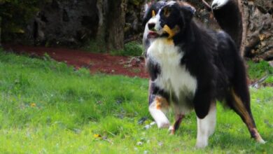 wie Sie Fieber bei Ihrem Begleiter erkennen und behandeln 5 Chien fièvre : comment reconnaître et traiter la fièvre chez votre compagnon