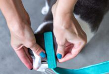 wie man das richtige Modell auswählt und verwendet 4 Harnais chat : comment choisir et utiliser le bon modèle