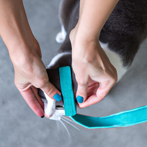 wie man das richtige Modell auswählt und verwendet 1 Harnais chat : comment choisir et utiliser le bon modèle