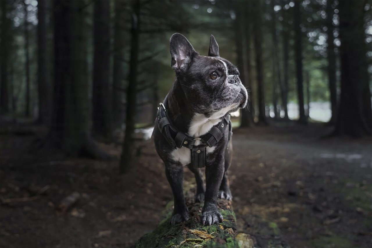 Anti-Zug-Hundegeschirr: Komfort & Kontrolle beim Spaziergang 1 Anti-Zug-Hundegeschirr: Komfort & Kontrolle beim Spaziergang