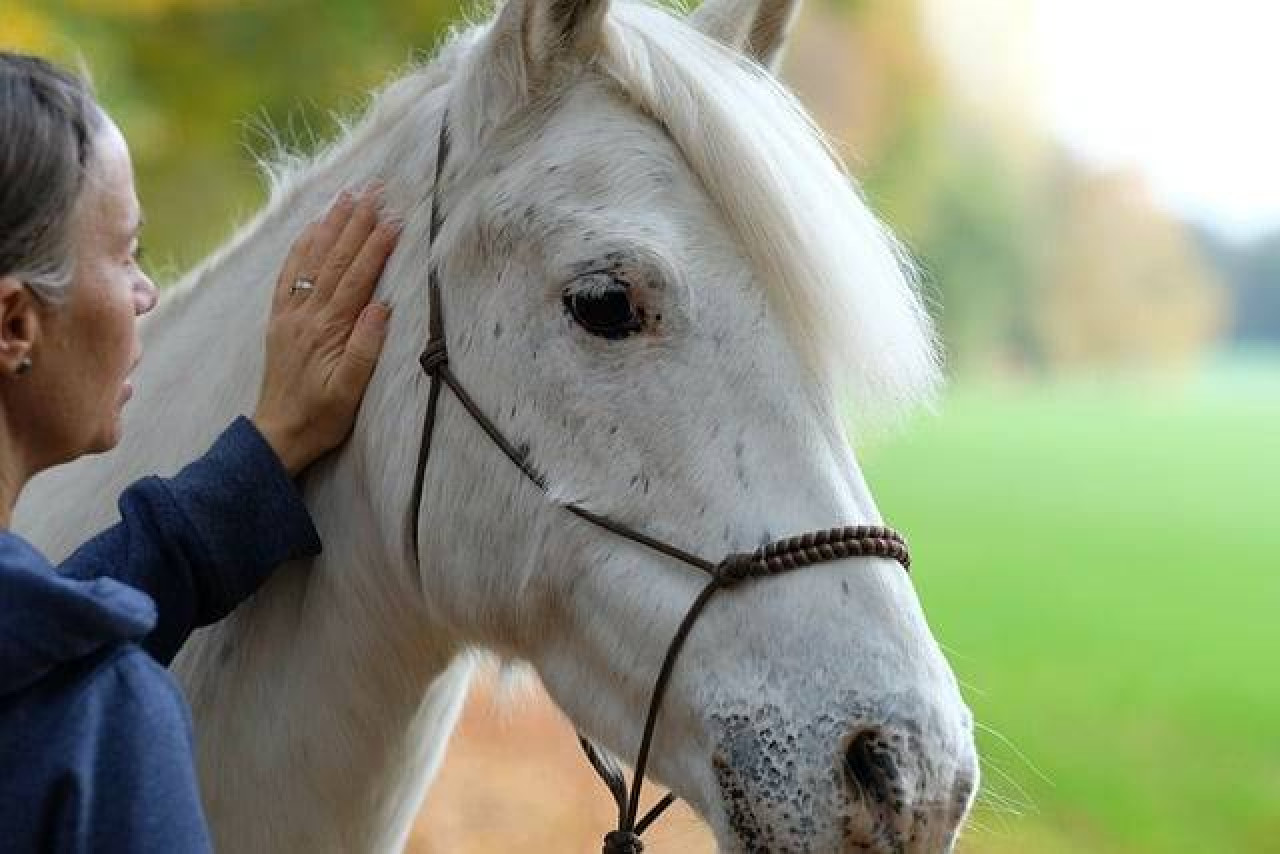 Erstellen Sie Ihr Erste-Hilfe-Set 🐴! 1 Erstellen Sie Ihr Erste-Hilfe-Set 🐴!