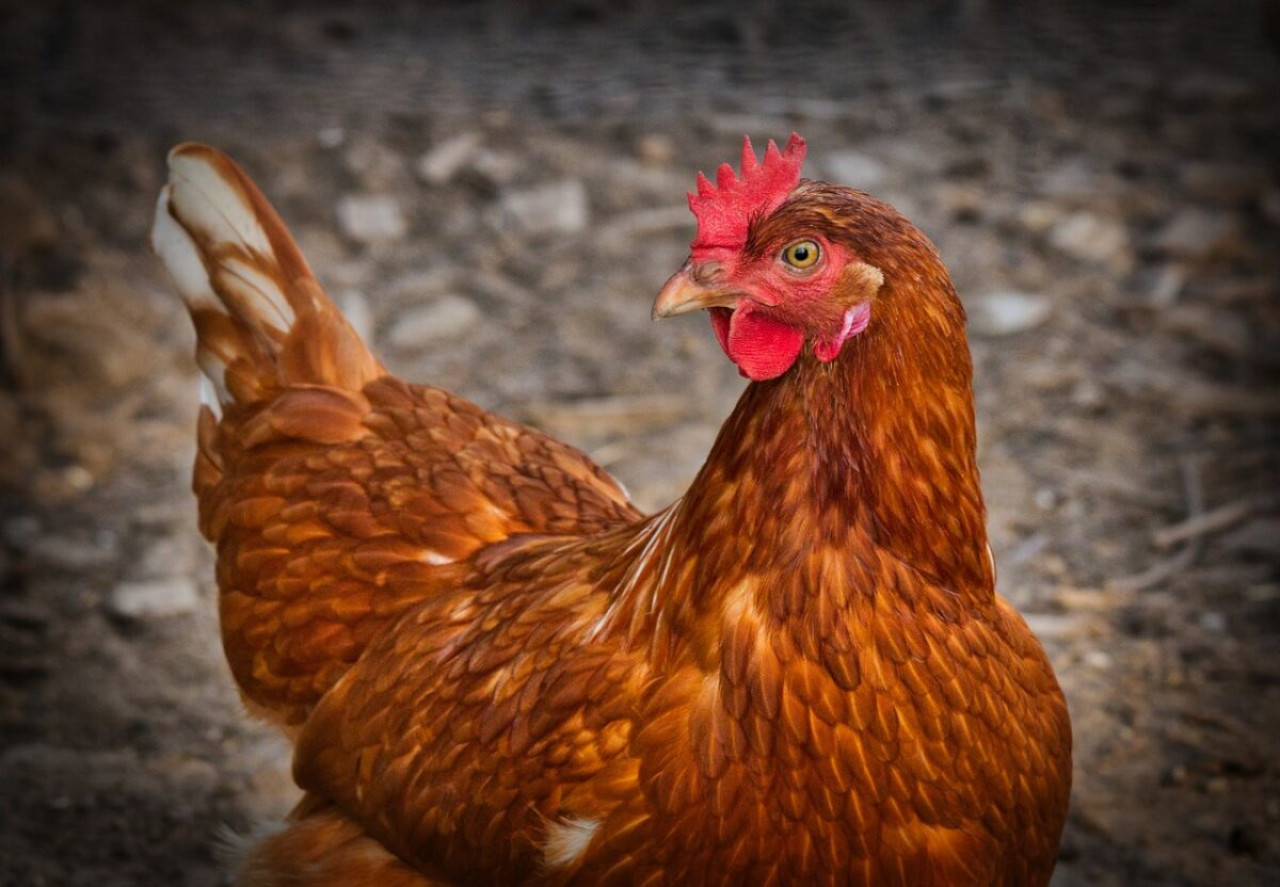 Poule à cou nu: Caractéristiques, entretien et avantages 1 Poule à cou nu: Caractéristiques, entretien et avantages