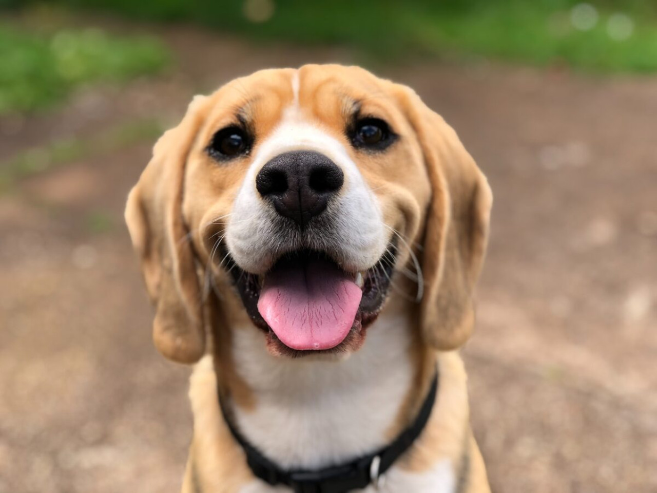 Hundehalsband aus Leder 🐾: Komfort, Stil und Haltbarkeit 1 Hundehalsband aus Leder 🐾: Komfort, Stil und Haltbarkeit