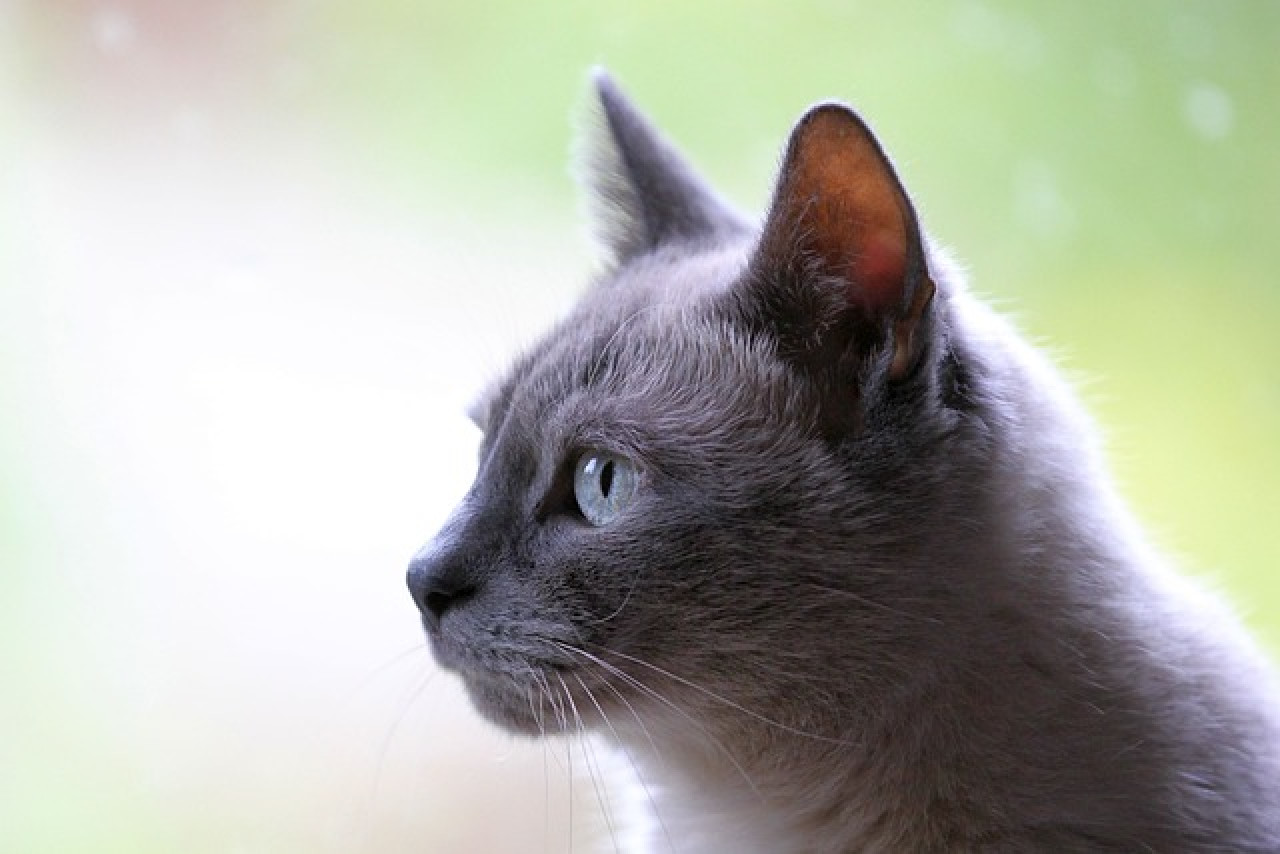 Katzenrassen zur Adoption in einer Wohnung: unser umfassender Ratgeber 1 Katzenrassen zur Adoption in einer Wohnung: unser umfassender Ratgeber