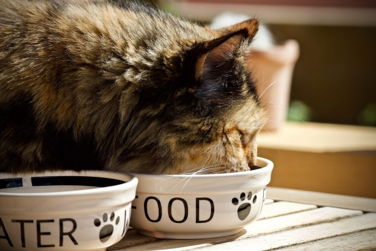 Meine Katze erbricht ihr Futter đ±: Ursachen und praktische Lösungen 1 Meine Katze erbricht ihr Futter đ±: Ursachen und praktische Lösungen