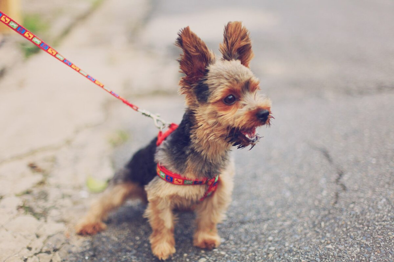 Nachts bellender Hund: Ursachen und wirksame Lösungen 1 Nachts bellender Hund: Ursachen und wirksame Lösungen