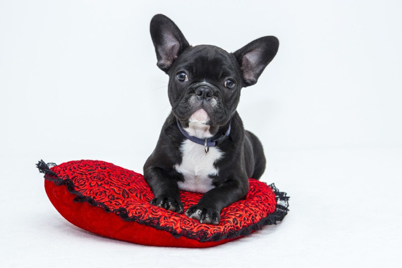 Personalisiertes Hundehalsband 🐶: das nützliche und einzigartige Accessoire 1 Personalisiertes Hundehalsband 🐶: das nützliche und einzigartige Accessoire
