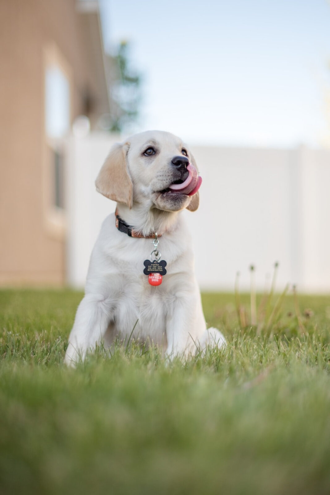 Personalisierte Hundehalsbänder: Sicherheit und Stil vereint 1 Personalisierte Hundehalsbänder: Sicherheit und Stil vereint