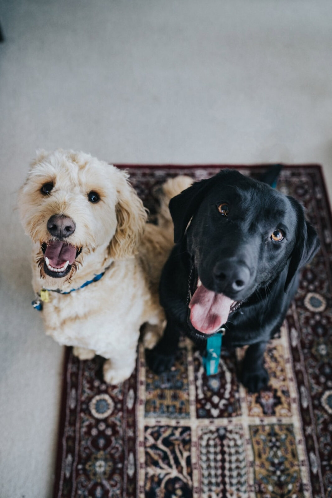 Sprachdiagramm für Hunde: Entschlüsseln Sie ihre Emotionen leicht 1 Sprachdiagramm für Hunde: Entschlüsseln Sie ihre Emotionen leicht