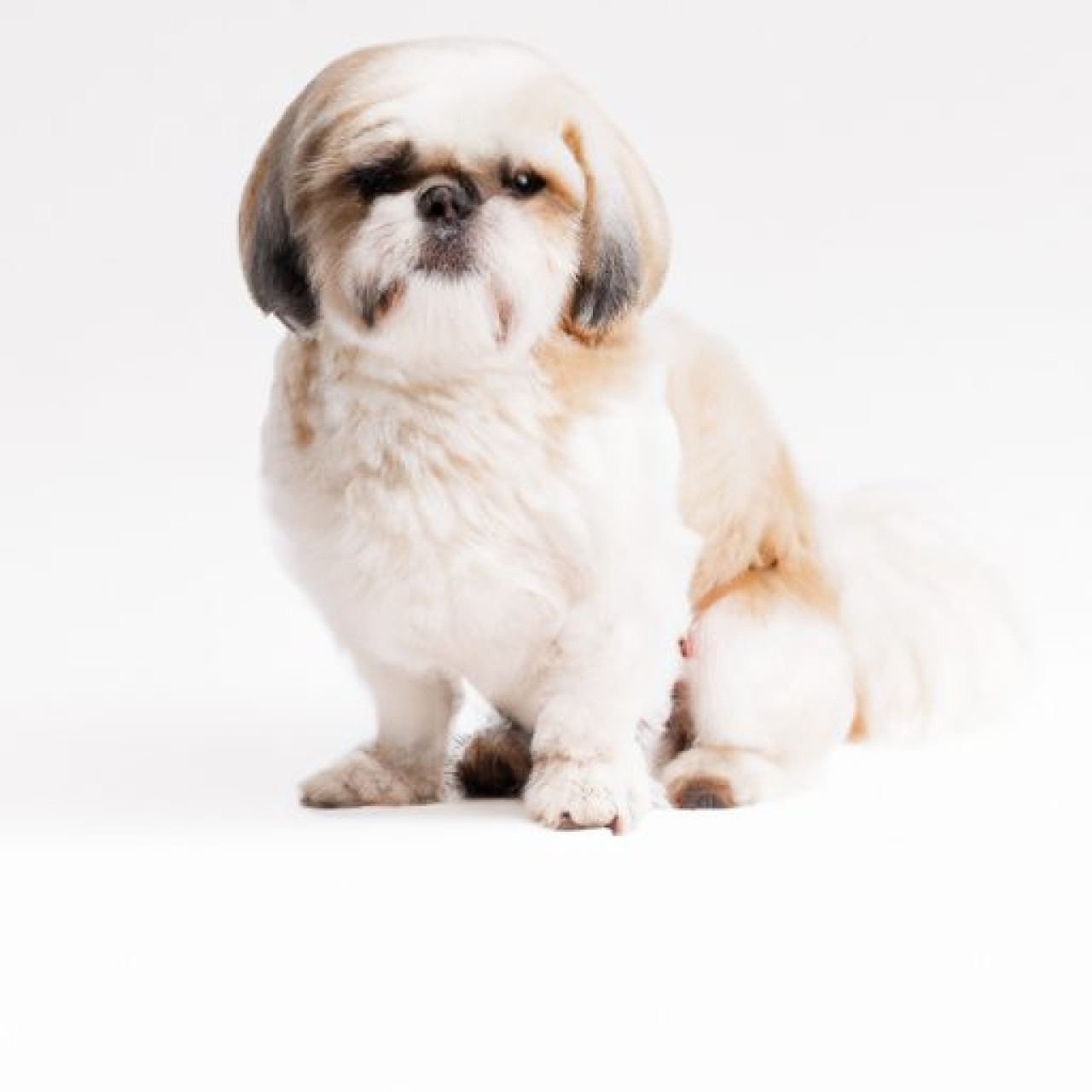 Verstopfung beim Hund: Wann zum Tierarzt & was tun? 1 Verstopfung beim Hund: Wann zum Tierarzt & was tun?