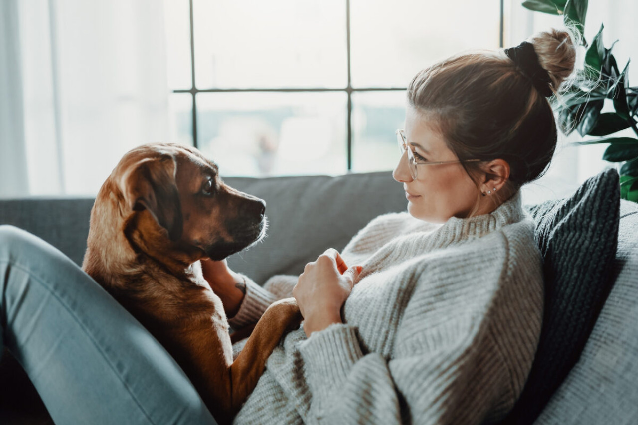 Hund mit geselligem Temperament: Die ideale Wahl für Familien 1 Hund mit geselligem Temperament: Die ideale Wahl für Familien