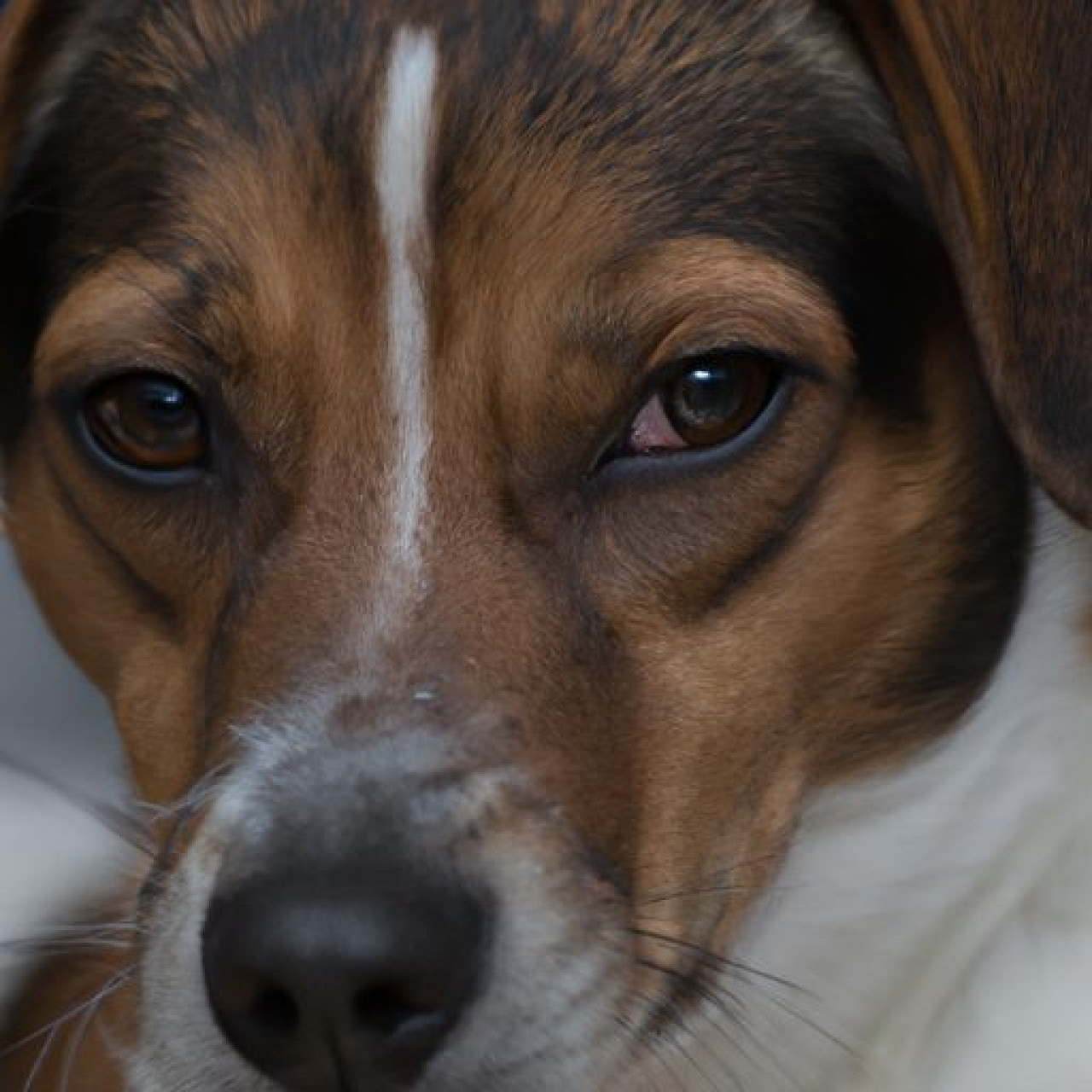 Hund läufigkeit: dauer und phasen des zyklus verstehen 1 Hund läufigkeit: dauer und phasen des zyklus verstehen