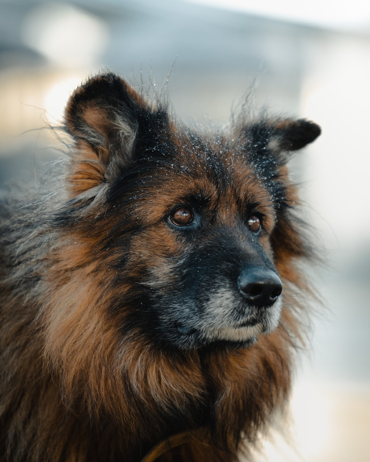 Wie man einen Hund auf sichere und natürliche Weise zu einer Gewichtszunahme bringt 1 Wie man einen Hund auf sichere und natürliche Weise zu einer Gewichtszunahme bringt