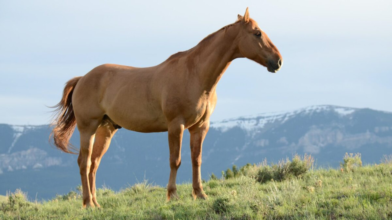 Wo kann man reiten? Entdecken Sie die besten Spots ✅ 1 Wo kann man reiten? Entdecken Sie die besten Spots ✅