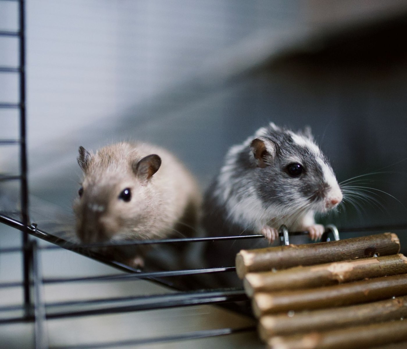 Hamsterkäfig reinigen und desinfizieren: Schritt-für-Schritt-Anleitung 1 Hamsterkäfig reinigen und desinfizieren: Schritt-für-Schritt-Anleitung