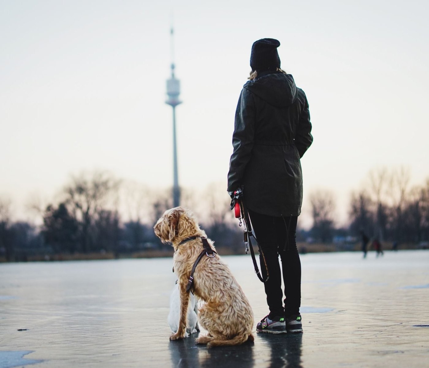 Hundetrainer Zertifizierung Kosten: Ein Erfahrungsbericht 1 Hundetrainer Zertifizierung Kosten: Ein Erfahrungsbericht