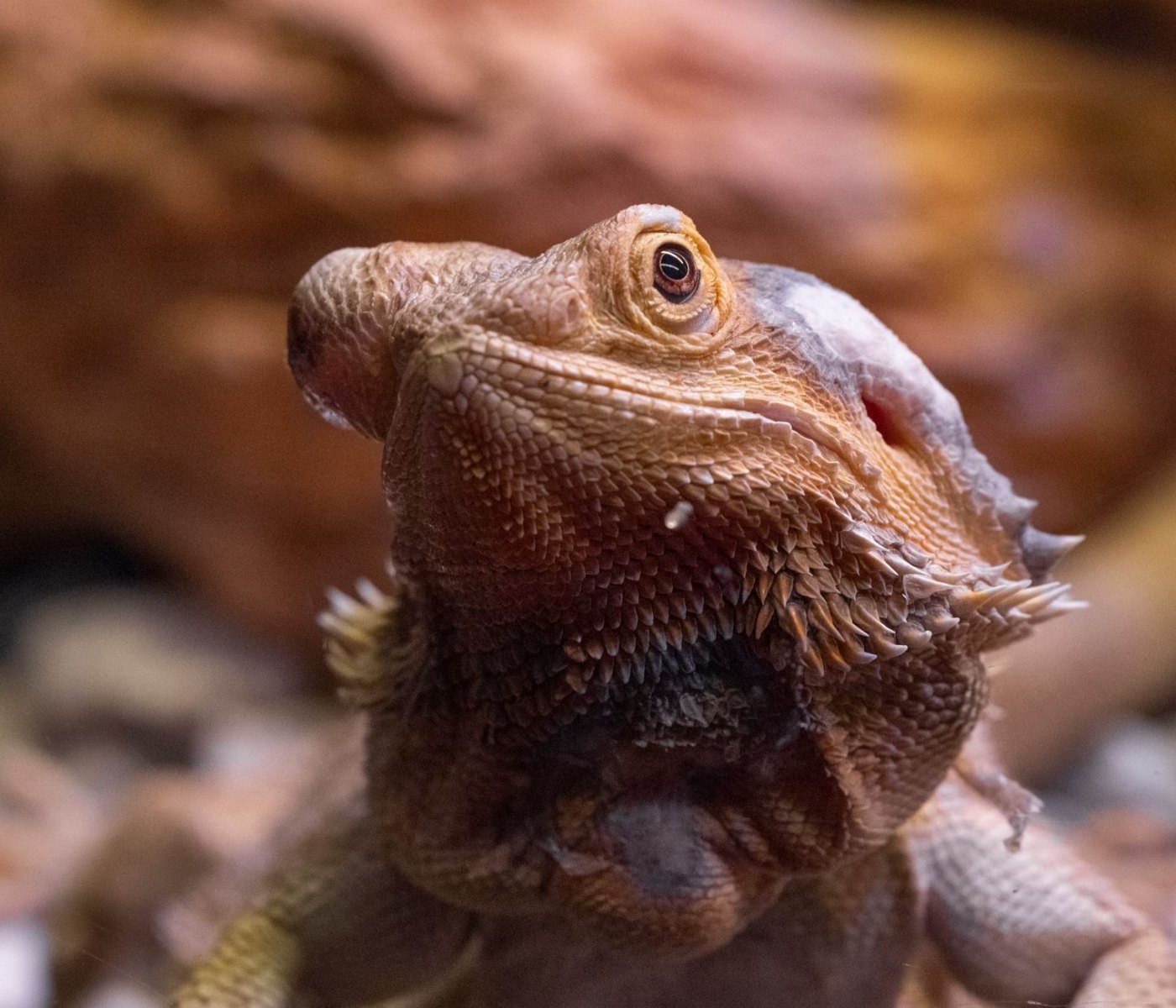 Reptilienkrankheiten vorbeugen & behandeln: 5 Mythen im Check 1 Reptilienkrankheiten vorbeugen & behandeln: 5 Mythen im Check