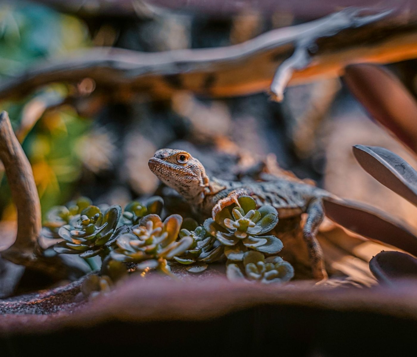 Reptilienhaltung für Anfänger: Terrarium Einrichtung 1 Reptilienhaltung für Anfänger: Terrarium Einrichtung