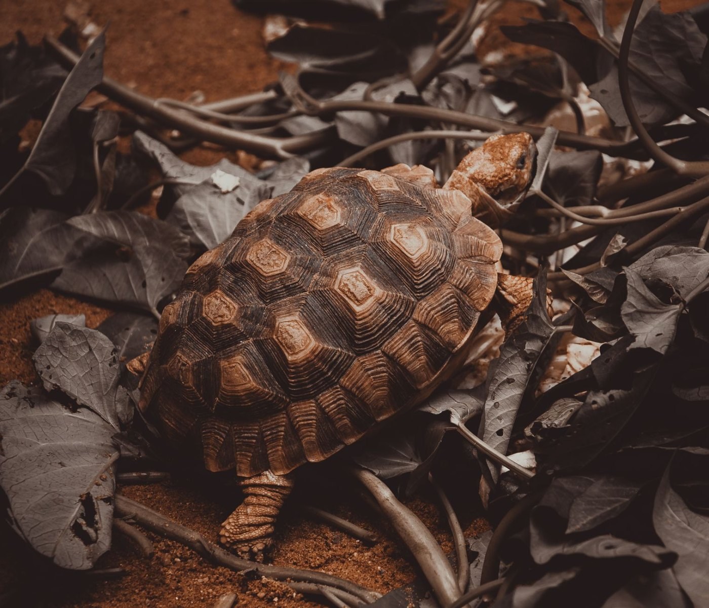 Die 7 häufigsten Fehler bei der Schildkrötenpanzer-Pflege – und wie sie vermeidest 1 Die 7 häufigsten Fehler bei der Schildkrötenpanzer-Pflege – und wie sie vermeidest