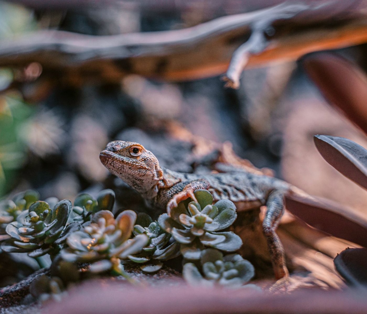 Terrarienbeleuchtung für Reptilien: Der ultimative Leitfaden 1 Terrarienbeleuchtung für Reptilien: Der ultimative Leitfaden