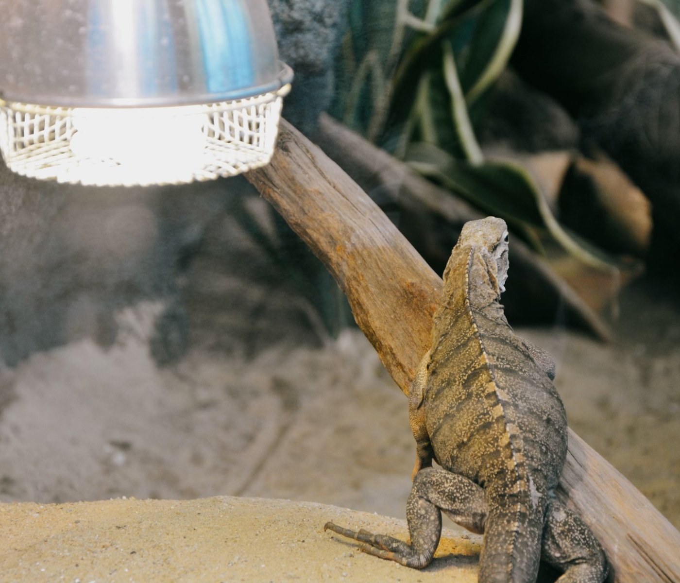 UVB-Lampe Terrarium Einstellung: 5 Mythen entlarvt 1 UVB-Lampe Terrarium Einstellung: 5 Mythen entlarvt